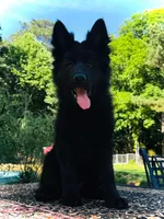 Miss Pink, a female German Shepherd Dog for sale in Gadsden, AL – 6 of 10