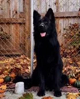 Mr. Green, a male German Shepherd Dog for sale in Gadsden, AL – 7 of 7