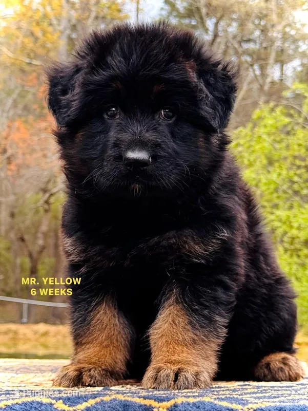 Mr. Yellow – German Shepherd Dog puppy for sale in Gadsden, AL
