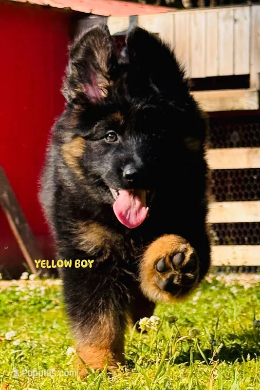 Mr. Yellow – German Shepherd Dog puppy for sale in Gadsden, AL