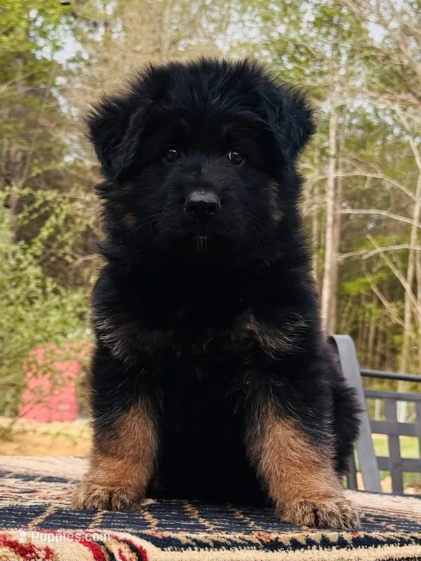 Mr. Yellow – German Shepherd Dog puppy for sale in Gadsden, AL
