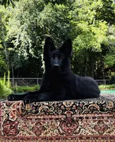 Mr. Black, a male German Shepherd Dog for sale in Gadsden, AL – 4 of 7