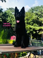 Josie, a female German Shepherd Dog for sale in Gadsden, AL – 2 of 7