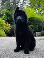 Mr. Green, a male German Shepherd Dog for sale in Gadsden, AL – 3 of 8