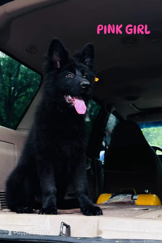 Miss Pink – German Shepherd Dog puppy for sale in Gadsden, AL