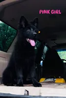 Josie (Miss Pink), a female German Shepherd Dog for sale in Gadsden, AL – 1 of 10