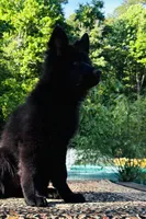 Miss Pink, a female German Shepherd Dog for sale in Gadsden, AL – 3 of 10