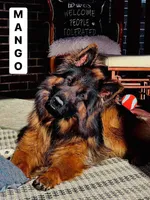 Mr. Green, a male German Shepherd Dog for sale in Gadsden, AL – 2 of 7