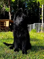 Miss Purple , a female German Shepherd Dog for sale in Gadsden, AL – 5 of 8