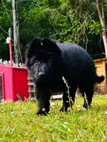 Miss Purple , a female German Shepherd Dog for sale in Gadsden, AL – 6 of 8