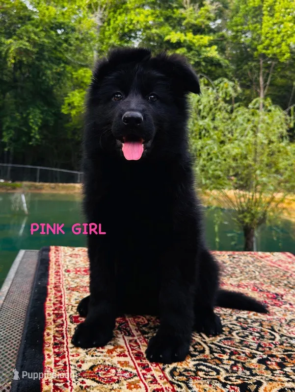 Miss Pink, a female German Shepherd Dog for sale in Gadsden, AL – Photo 1 of 3