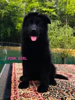 Miss Pink, a female German Shepherd Dog for sale in Gadsden, AL – Photo 1 of 3