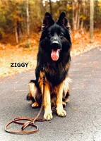 Miss Pink, a female German Shepherd Dog for sale in Gadsden, AL – Photo 2 of 3