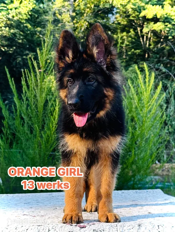 Miss Orange – German Shepherd Dog puppy for sale in Gadsden, AL