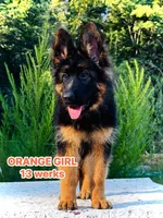 Miss Orange, a female German Shepherd Dog for sale in Gadsden, AL – 1 of 6