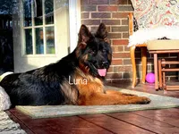 Miss Orange, a female German Shepherd Dog for sale in Gadsden, AL – 3 of 5