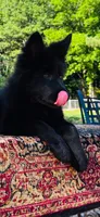 Miss Pink, a female German Shepherd Dog for sale in Gadsden, AL – 2 of 10