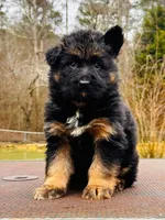 Parsley’s Girl, a female German Shepherd Dog for sale in Gadsden, AL – Photo 1 of 2