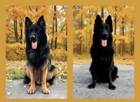 Parsley’s Girl, a female German Shepherd Dog for sale in Gadsden, AL – Photo 2 of 2