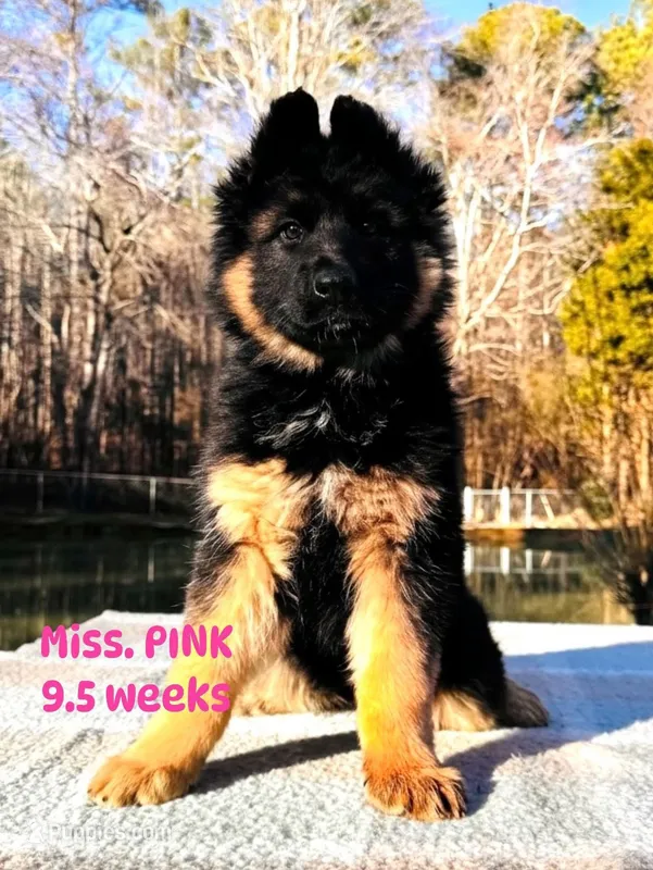 Miss Pink, a female German Shepherd Dog for sale in Gadsden, AL – Photo 1 of 2