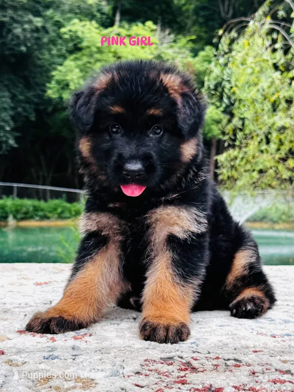 Miss Pink – German Shepherd Dog puppy for sale in Gadsden, AL
