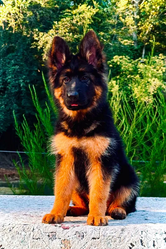 Miss Orange – German Shepherd Dog puppy for sale in Gadsden, AL