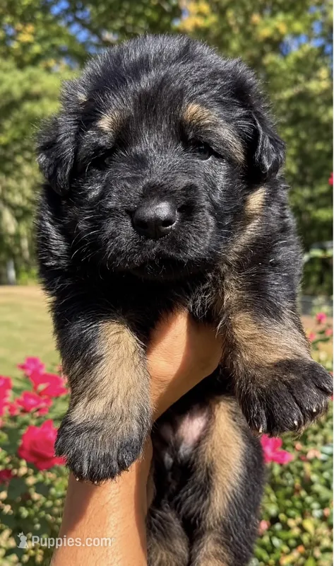 Mr. Green, a male German Shepherd Dog for sale in Gadsden, AL – 1 of 7