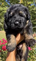 Mr. Green, a male German Shepherd Dog for sale in Gadsden, AL – 1 of 7