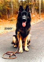Miss Orange, a female German Shepherd Dog for sale in Gadsden, AL – 4 of 5