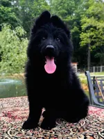 Mr. Black, a male German Shepherd Dog for sale in Gadsden, AL – Photo 2 of 7