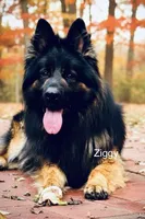 Mr. Black, a male German Shepherd Dog for sale in Gadsden, AL – Photo 4 of 7