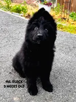Mr. Black, a male German Shepherd Dog for sale in Gadsden, AL – Photo 3 of 7