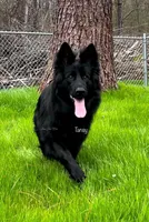 Mr. Black, a male German Shepherd Dog for sale in Gadsden, AL – Photo 7 of 7