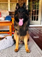 Mr. Black, a male German Shepherd Dog for sale in Gadsden, AL – Photo 5 of 7