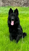 Mr. Black, a male German Shepherd Dog for sale in Gadsden, AL – Photo 6 of 7