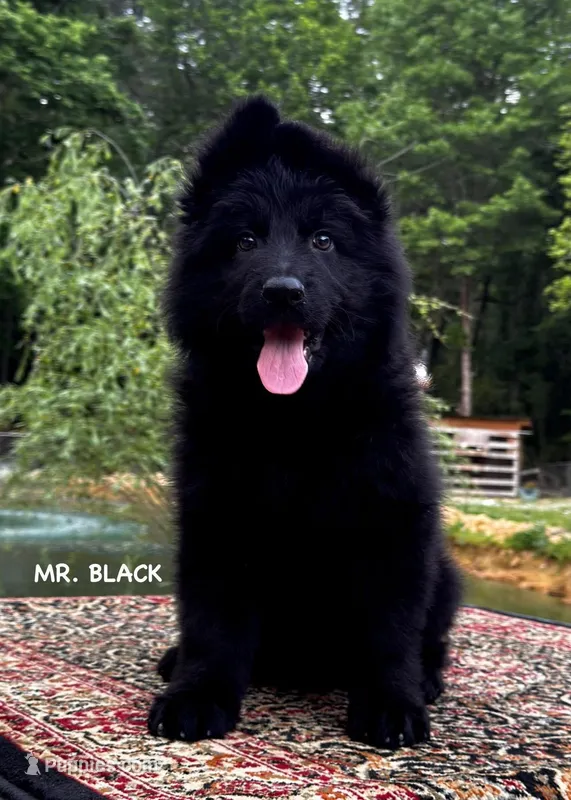 Mr. Black – German Shepherd Dog puppy for sale in Gadsden, AL
