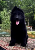 Mr. Black, a male German Shepherd Dog for sale in Gadsden, AL – Photo 1 of 7