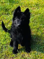 Miss Purple , a female German Shepherd Dog for sale in Gadsden, AL – 2 of 8