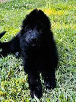 Miss Purple , a female German Shepherd Dog for sale in Gadsden, AL – 4 of 8