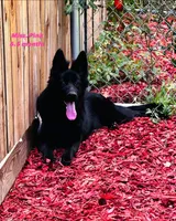 Josie, a female German Shepherd Dog for sale in Gadsden, AL – 4 of 7