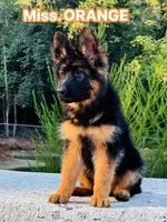 Miss Orange, a female German Shepherd Dog for sale in Gadsden, AL – 2 of 5