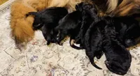 AK Boy 1, a male German Shepherd Dog for sale in Gadsden, AL – 4 of 5