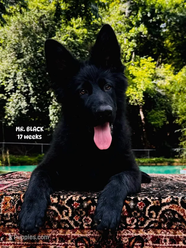 Mr. Black – German Shepherd Dog puppy for sale in Gadsden, AL