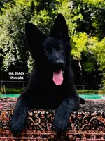 Mr. Black, a male German Shepherd Dog for sale in Gadsden, AL – 1 of 7