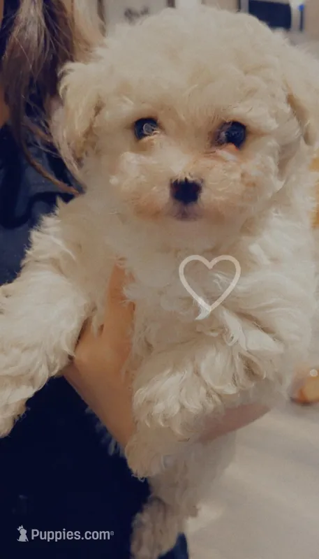 Toy poodle 2, a male Poodle - Toy  for sale in Carl Junction, MO – Photo 1 of 1