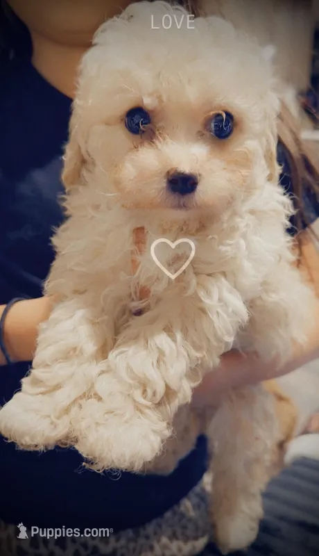 Toy poodle 1, a male Poodle - Toy  for sale in Carl Junction, MO – Photo 1 of 1