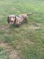 Skeeter, a male Miniature Dachshund for sale in Logan, OH – 1 of 4
