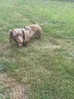 Skeeter, a male Miniature Dachshund for sale in Logan, OH – 2 of 4
