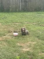 Skeeter, a male Miniature Dachshund for sale in Logan, OH – 3 of 4