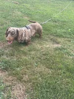 Skeeter, a male Miniature Dachshund for sale in Logan, OH – 4 of 4